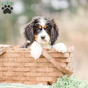 Bailey, Miniature Bernese Mountain Dog Puppy
